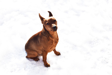 Portrait of frozen brown miniature pinscher sitting in snow and waiting to get warm indoors.