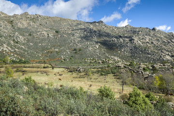 Fototapeta na wymiar Grazing meadows at the foot of the Sierra de los Porrones, Guadarrama Mountains, El Boalo, Madrid, Spain