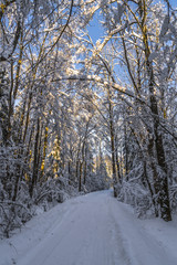 The trees in the winter forest bent under the snow