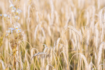 Field of golden wheat, ripe, harvest