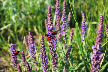 Summer wildflowers, beetles