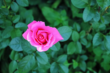 Pink rose in the garden,