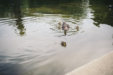 parent and child of duck