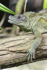 Green lizard watching the surroundings.