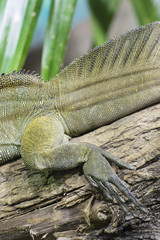 Green lizard rear leg.