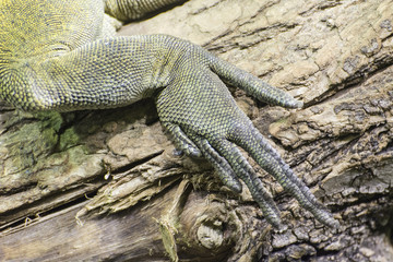 Green lizard rear leg.