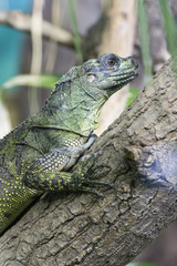 Green lizard watching the surroundings.
