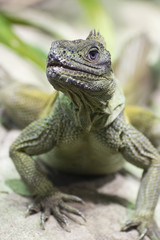Green lizard watching the surroundings.