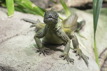 Green lizard watching the surroundings.