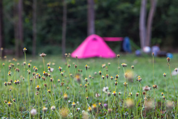 the grass in dense and impenetrable press forest are based on the nature