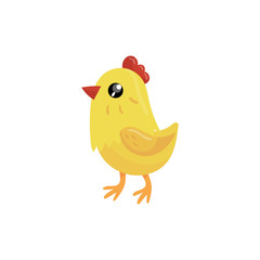 Little yellow chicken with red beak and scallop. Cartoon character of farm bird. Domestic animal. Concept of poultry farming. Colorful flat vector design