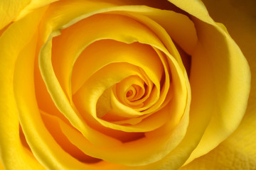 Photo of a yellow blooming rose, macro, close-up