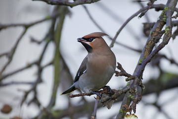 Bohemian waxwing (Bombycilla garrulus)