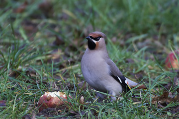 Bohemian waxwing (Bombycilla garrulus)