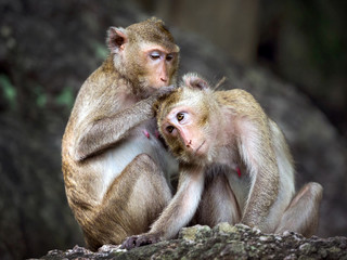 Naklejka na ściany i meble Family of monkeys in the forest.