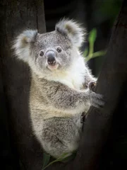 Fotobehang Baby koala beer zittend op een boom. © MrPreecha