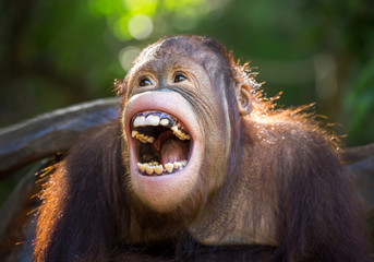 The orangutan is laughing happily. © MrPreecha