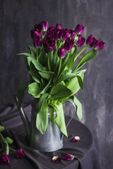 Purple Terry tulips with water drops on dark background