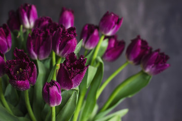 Fototapeta na wymiar Purple Terry tulips with water drops on dark background