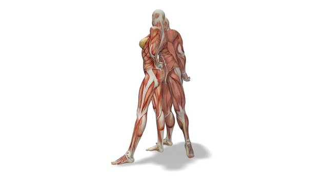 Anatomical Muscular System male spinning on axis on white background