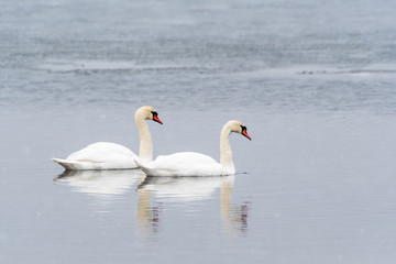 Plakat Couple of colorful swans