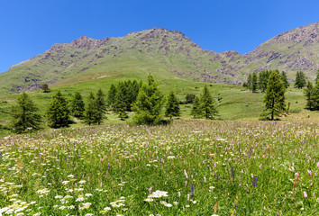 Green meadow with flowers and mountains on background in Italy.