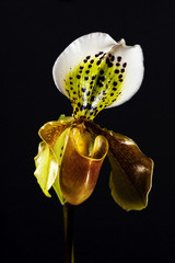 ORCHIDÉE SABOT DE VENUS