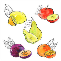 vector drawing fruits