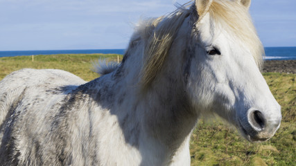 A white horse from the side