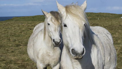 Obraz na płótnie Canvas Two white horses on irish fields
