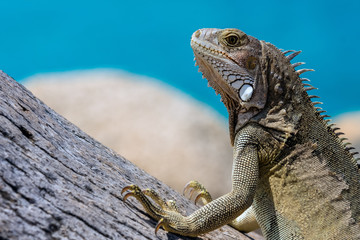 Iguana is a genus of herbivorous lizards that are native to tropical areas of Mexico, Central America, South America, and the Caribbean.