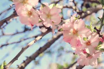 background of spring white cherry blossoms tree. selective focus.