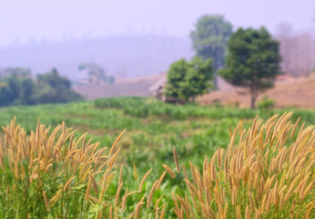 landscape of meadow and field