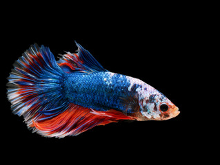 Fototapeta premium beautiful dark blue Thai fighting fish swimming with long fins and red white colorful long tail gene. fighting fish isolated on black background.