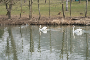 white swan in nature