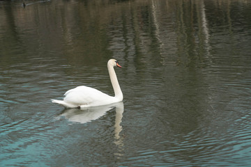 beautiful white swan