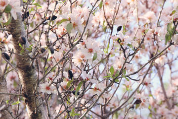 background of spring white cherry blossoms tree. selective focus.