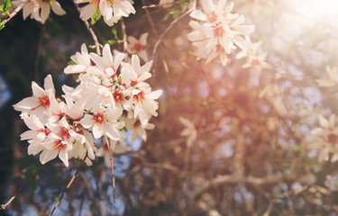 background of spring white cherry blossoms tree. selective focus.