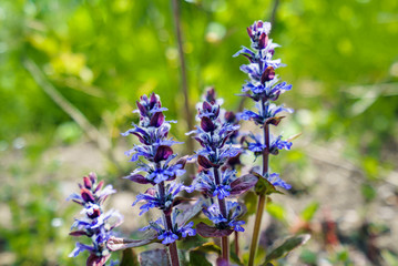 《接写》アジュガの花