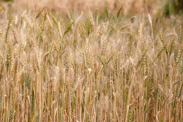 Ripe barley on the field in early summer and sunny day