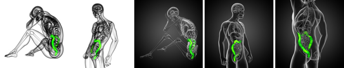 3d render medical illustration of the human larg intestine