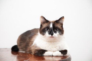 Portrait of cute cat with blue eyes