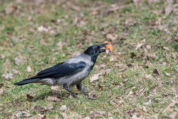 Hooded crow (Corvus cornix) eating weenie  on the grass.