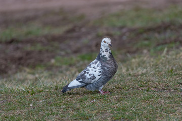 Close-up on a pigeon. City bird. Rock Dove (Columba livia).