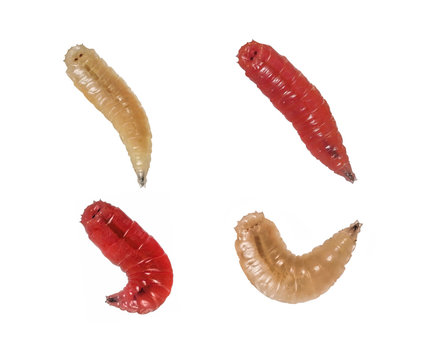Living larvae for fishing, background,maggot isolated on a white background