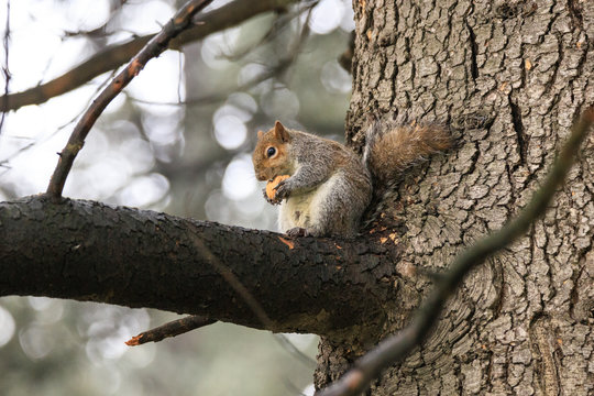 scoiattolo grigio (Sciurus carolinensis)