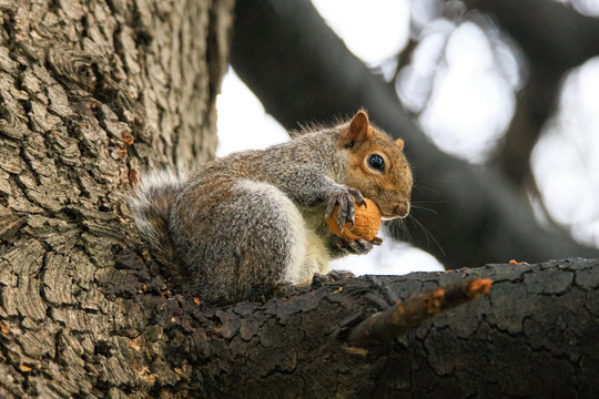 scoiattolo grigio (Sciurus carolinensis)