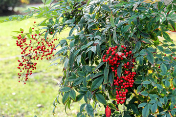 Berries of Sacred bamboo