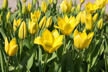 Yellow tulips. Close up. Isolated.