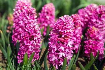 Fototapeta premium Pink hyacinth flowers blooming at springtime.